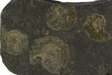 Dactylioceras Ammonite Cluster - Posidonia Shale, Germany #100261-1